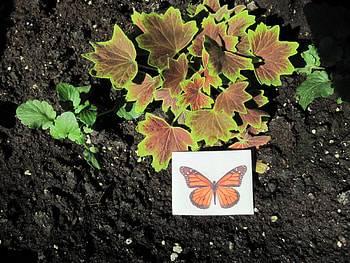 Flowers Rejuvenate life 43, plants, butterfly, graphy, green, Flowers, orange HD wallpaper