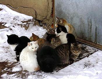 warming, cats, graphy, snow HD wallpaper