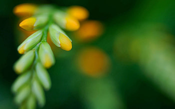 Grass, Flower, Macro, Glare, Shine, Light, Form HD wallpaper
