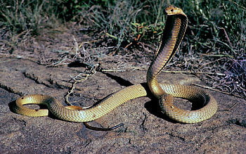 Animals, Snakes HD wallpaper