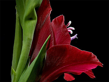gladiola, summer, beautiful, crimson, flower HD wallpaper