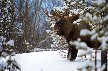 High-resolution moose, Stunning visuals, for computer, Exquisite detail HD wallpaper
