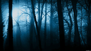 Scary Forest HD wallpaper