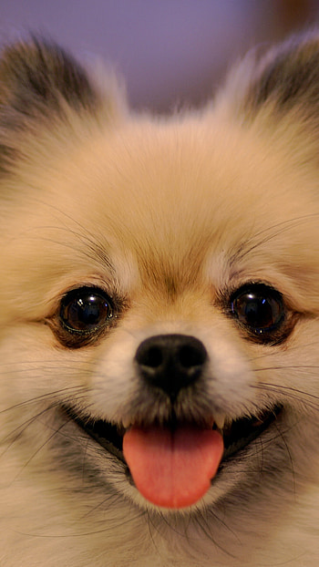 Pomeranian, WordPress , High-quality , Enchanting breed HD phone wallpaper