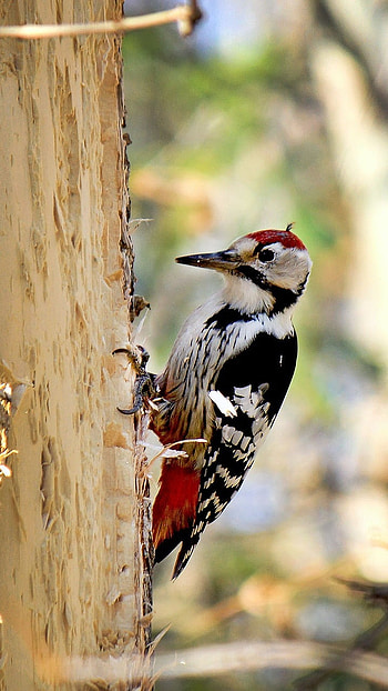 Woodpecker, Adorable Bird HD phone wallpaper