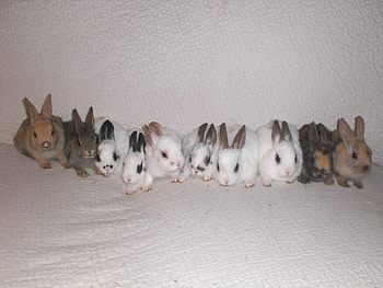 bunnies, sweet, cute, litlle HD wallpaper