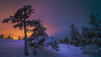 Winter in Southwest Finland, sky, snow, clouds, trees, landscape, colors HD wallpaper