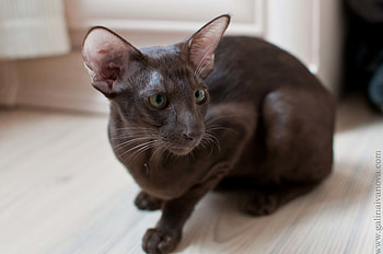 Animals, Color, Breed, Oriental Cat HD wallpaper