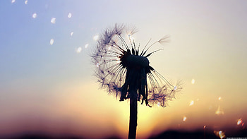Dandelion Drawing HD wallpaper