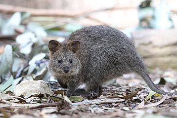 Perth Zoo, Quokka HD wallpaper