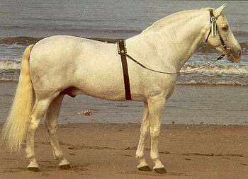 White Andalusian, spain, andalusian, horses, spanish horse, animals HD wallpaper