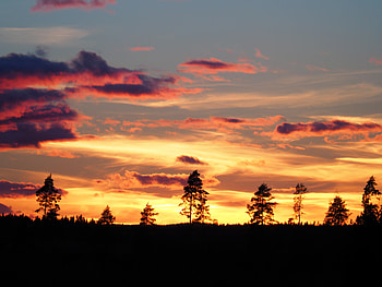 Nature, Trees, Sunset, Dark, Silhouettes, Evening HD wallpaper