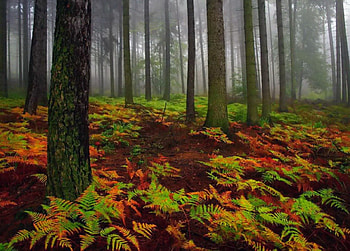 Carpet of autumn leaves, fall, beautiful, haze, nice, mist, carpet, falling, leaves, pretty, trees, autumn, nature, lovely, forest HD wallpaper