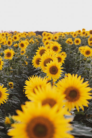 Flowers, Sunflowers, Field HD phone wallpaper