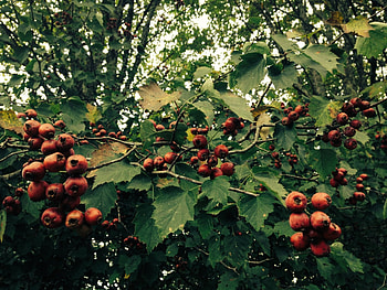 Hawthorn Berry Nature, Menopause Tonic, Black Cohosh, Vitex HD wallpaper
