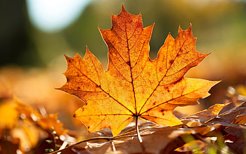 Closeup graphy, Green leaf, , Closeup graphy HD wallpaper