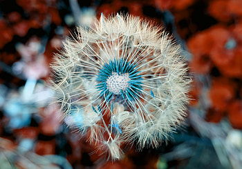 Dandelion Plant Close Up Macro, dandelion, plant, flowers, nature, macro HD wallpaper