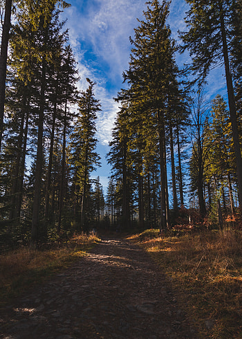 Nature, Trees, Pine, Forest, Path HD phone wallpaper