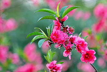 Close-up of vibrant pink blossoms on a lush green backdrop, capturing nature's spring beauty. HD wallpaper
