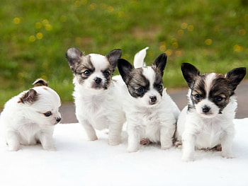 CHIHUAHUA PUPPIES, CUTE, PUPPIES, , FOUR HD wallpaper