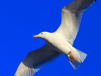 Animals, Bird, Flight, Seagull, Gull, Wave, Sweep HD wallpaper