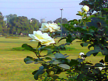 white roses, white, nature, flowers, roses HD wallpaper