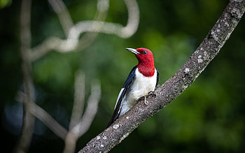 Red-headed Woodpecker, woodpecker, bird, red-headed, tree HD wallpaper