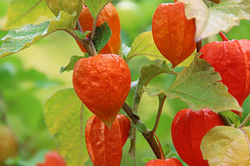 Physalis, Bloated appearance, Full , Mesmerizing visuals HD wallpaper