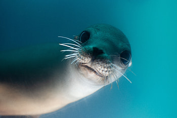 California Sea Lion , sea-lion, animals, underwater HD wallpaper