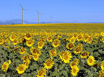 Flowers, Sunflowers, Summer, Field, Sunny HD wallpaper