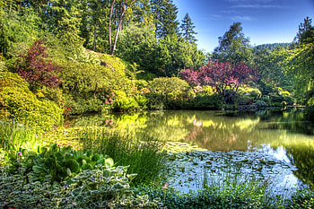 Nature, Shine, Light, Vegetation, Garden, Pond HD wallpaper