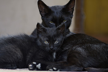 Animals, Kitty, Kitten, Sight, Opinion, Family, Black Cats HD wallpaper