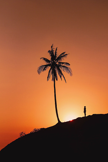 Sunset, Dark, Silhouette, Palm, Hill HD phone wallpaper