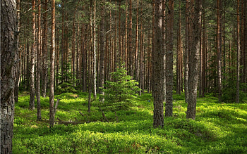 Pine Forest in Scandinavia, spruces, nature, pines, forest, Scandinavia HD wallpaper