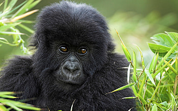 Gorilla close-up, Beautiful beast, Nature's wonder, Expressive eyes HD wallpaper