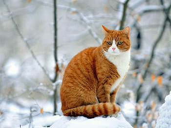 Cute cat, cute, cat, pet, animals HD wallpaper