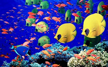 Under the Sea, underwater, nature, tropical fish HD wallpaper