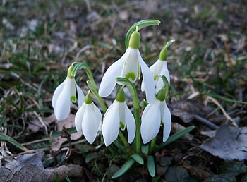 Flowers, Snowdrops, Spring, Primroses, Awakening HD wallpaper