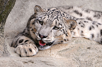 Animals, Snow Leopard, Grin, To Lie Down, Lie, Predator HD wallpaper