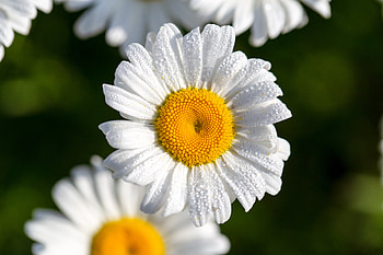 Flowers, Camomile, Drops, Macro, Petals HD wallpaper