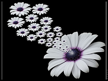 daisy love, love, daisy HD wallpaper