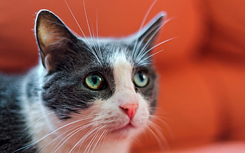 Animals, Cat, Muzzle, Spotted, Spotty, Sight, Opinion, Greased, Smeared HD wallpaper