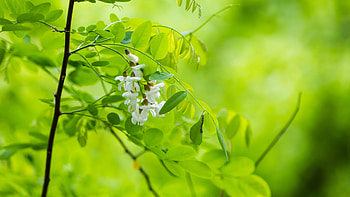 Acacia Tree, Nature's beauty, Macro graphy, Green leaves HD wallpaper