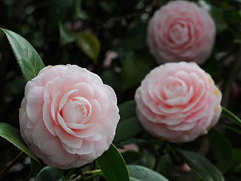 Camellias, Bud, Flowers, Buds HD wallpaper