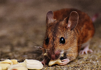 Ancient mouse teeth, Miocene migration, Fossil discovery, Paleontology HD wallpaper