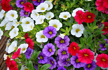 Flowers, Multicolored, Greens, Pots, Plant Pot, Calichobria, Calihobroya HD wallpaper