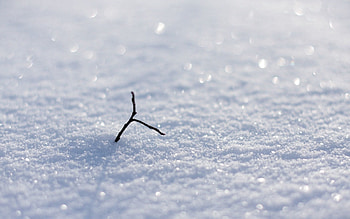 Snow, Macro, Shine, Brilliance, Branch, Snowfields, Snowballs HD wallpaper