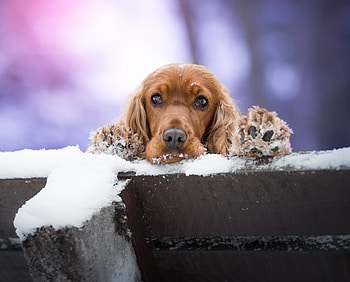 Outdoor, dog, cute, Cocker Spaniel HD wallpaper