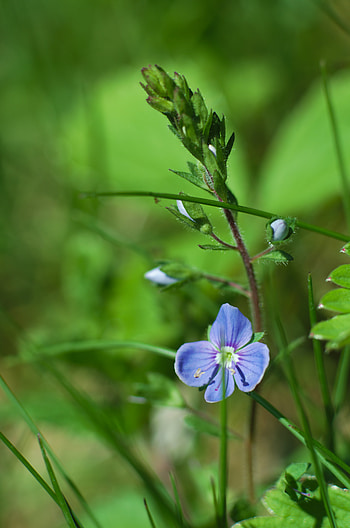 Flowers, Grass, Flower, Petals HD phone wallpaper