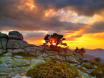 Sunset, colours of nature, cool, sun, tree HD wallpaper